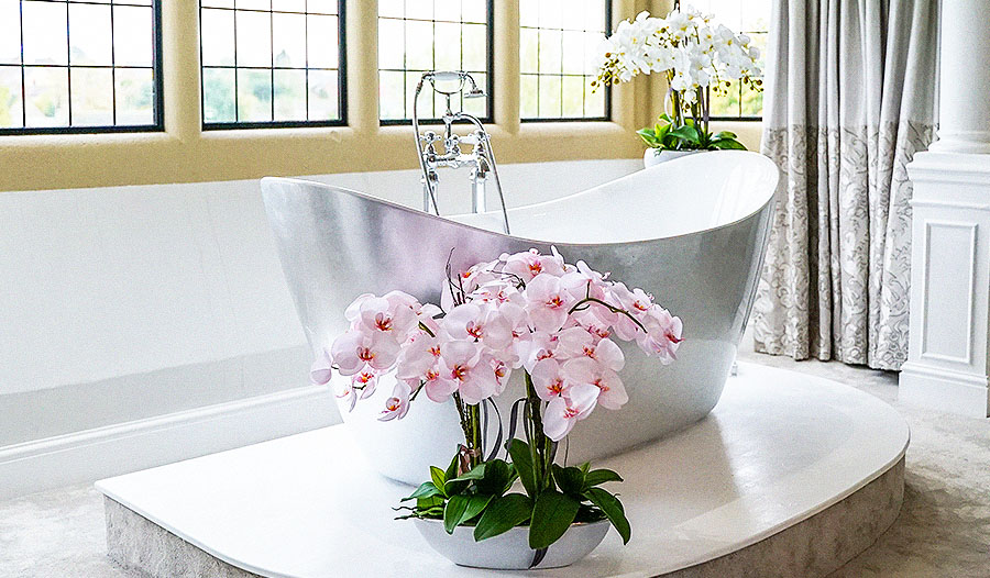 Orchids